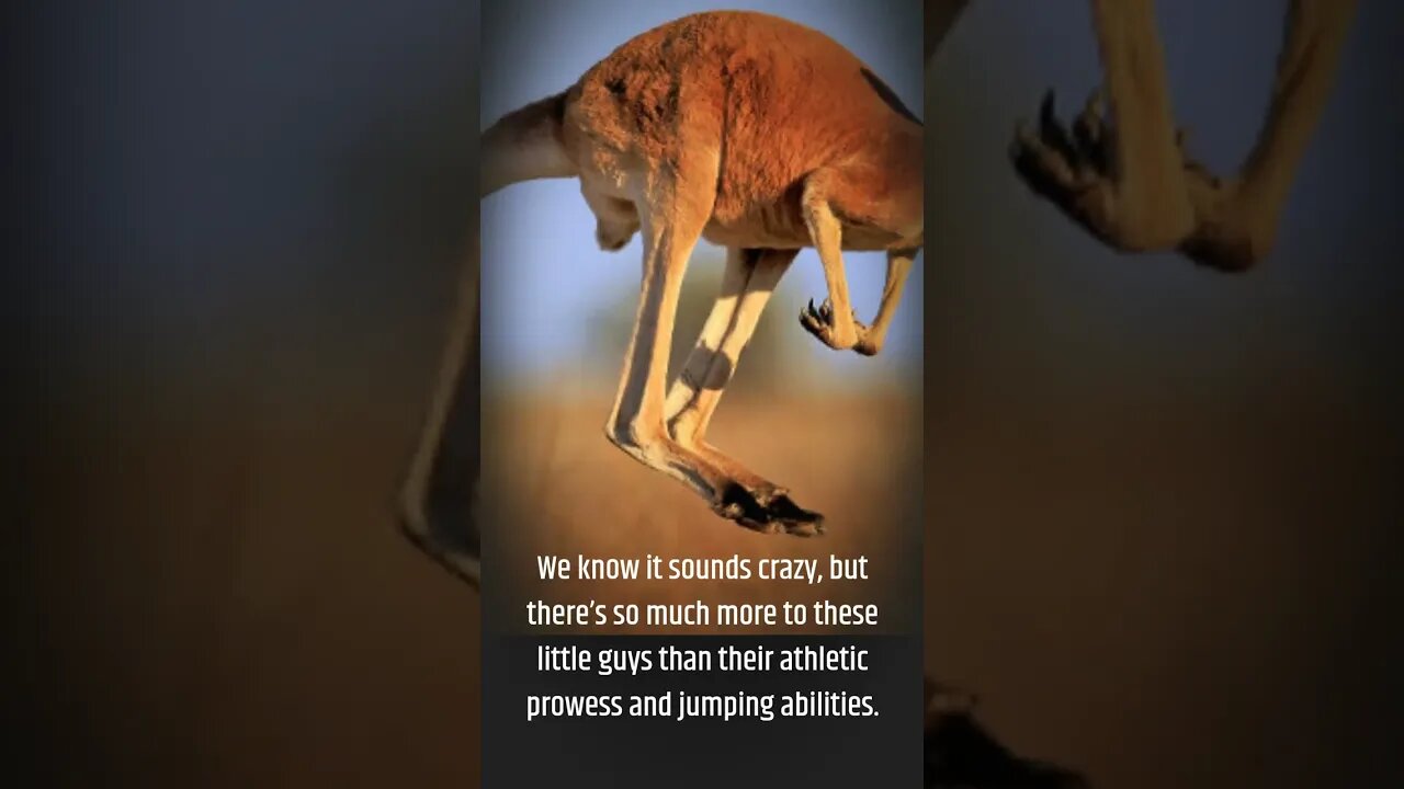 Hilarious Kangaroo Hijinks to Brighten up Your Day #shorts