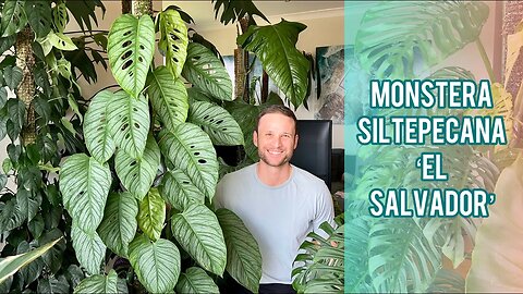 AMAZING TRANSFORMATION - Monstera siltepecana 'El Salvador' - Plant Spotlight