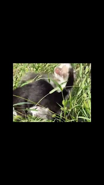 Маленькие котята играют. На траве