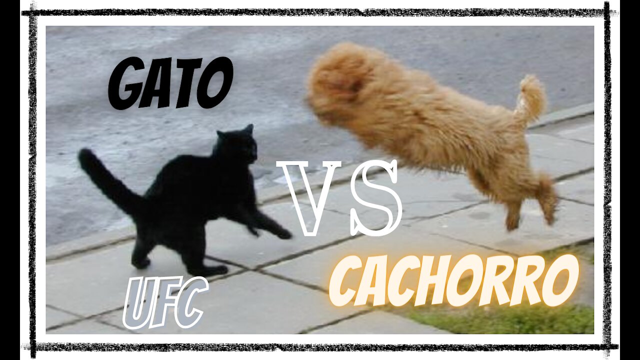 Briga entre Gato & Cachorro [Dublagem]