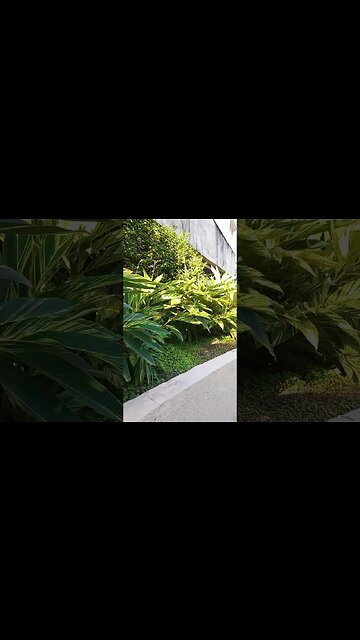 Canteiro só com Maranta Brasil