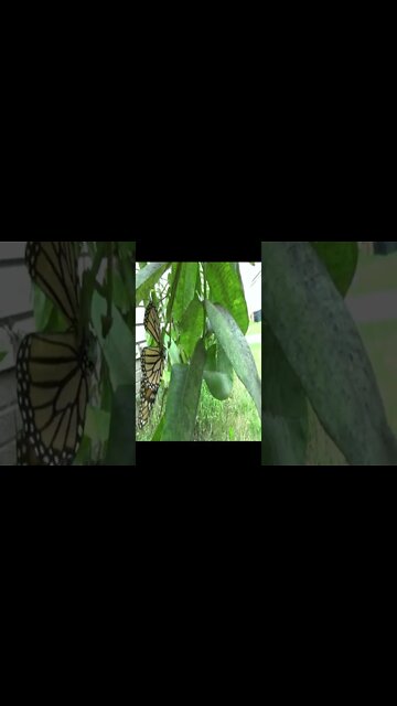 A Praying Mantis Ate My Monarch #Shorts 😱