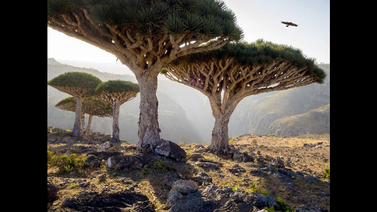 Dragon Blood Tree | Google Earth Travel