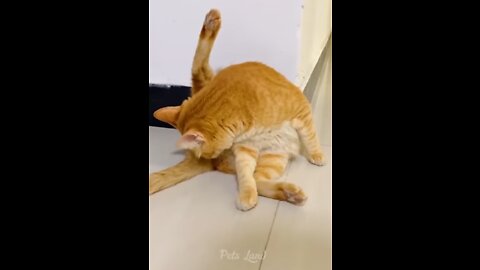 🐱🐶Funny cats and dogs comedy video 🐶🐶