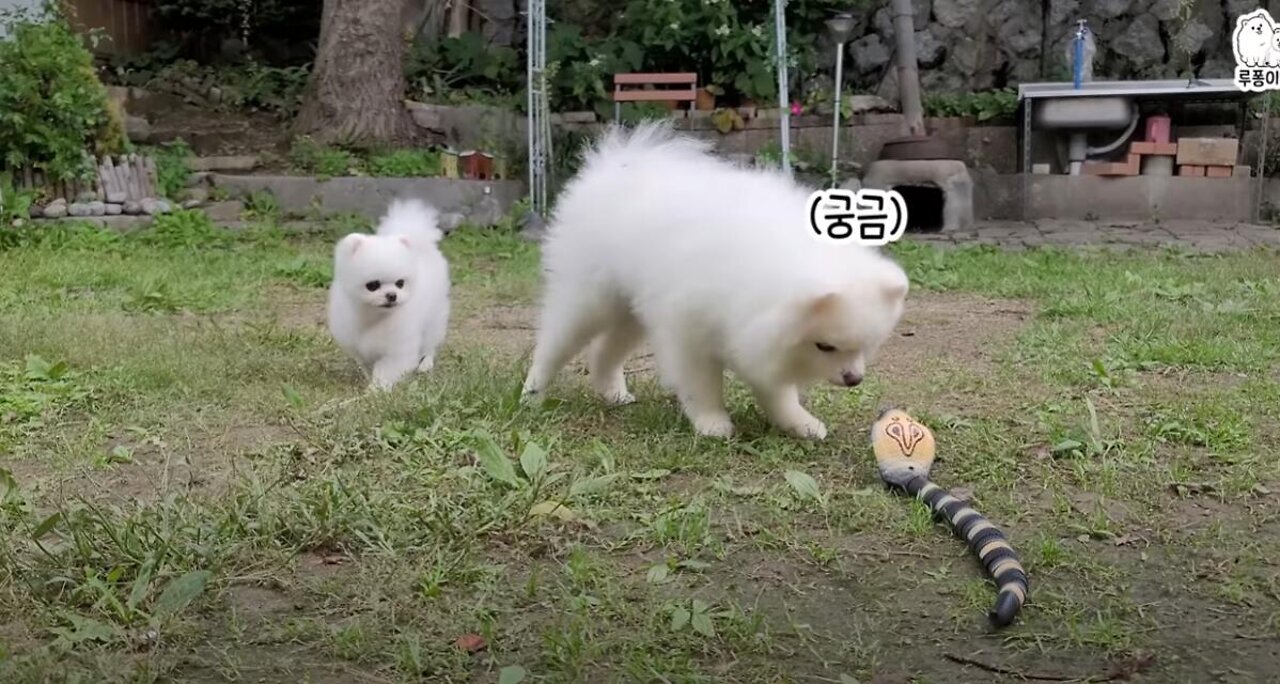 A snake appeared in the yard! Brave Dog vs Poor Snake