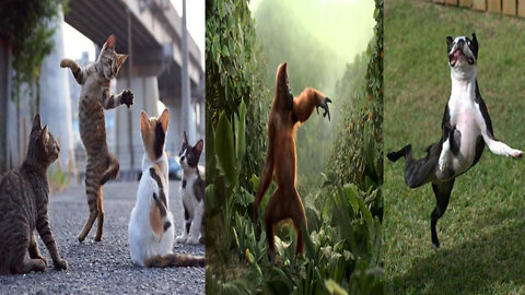 dog dancing. Dancing cats. monkey dancing.