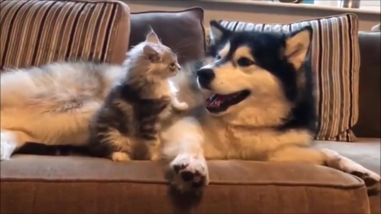 Siberian Husky and adorable kitten play fighting is the cutest Thing Ever