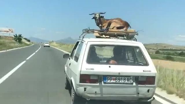 Most relaxed goat alive hitches ride on top of car