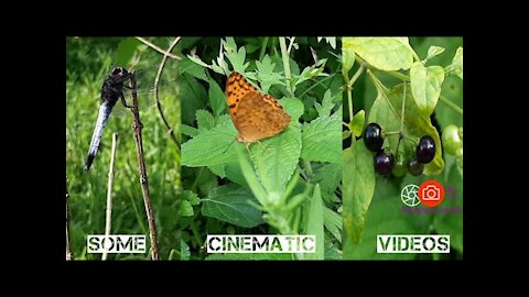 Some Glimpse of Cinematic videos
