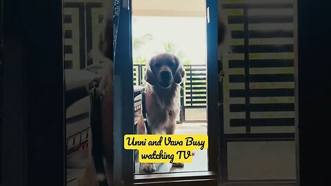 Ok I’ll wait 🥳😂 #goldenretriever #ytshorts #shorts