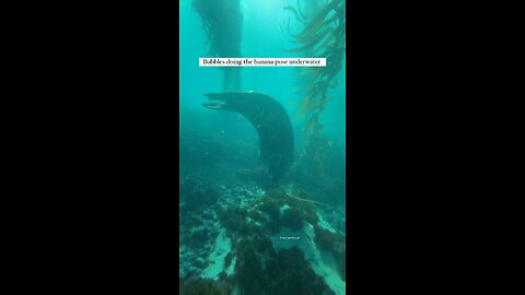 Bubbles Doing The Banana Pose In Underwater..