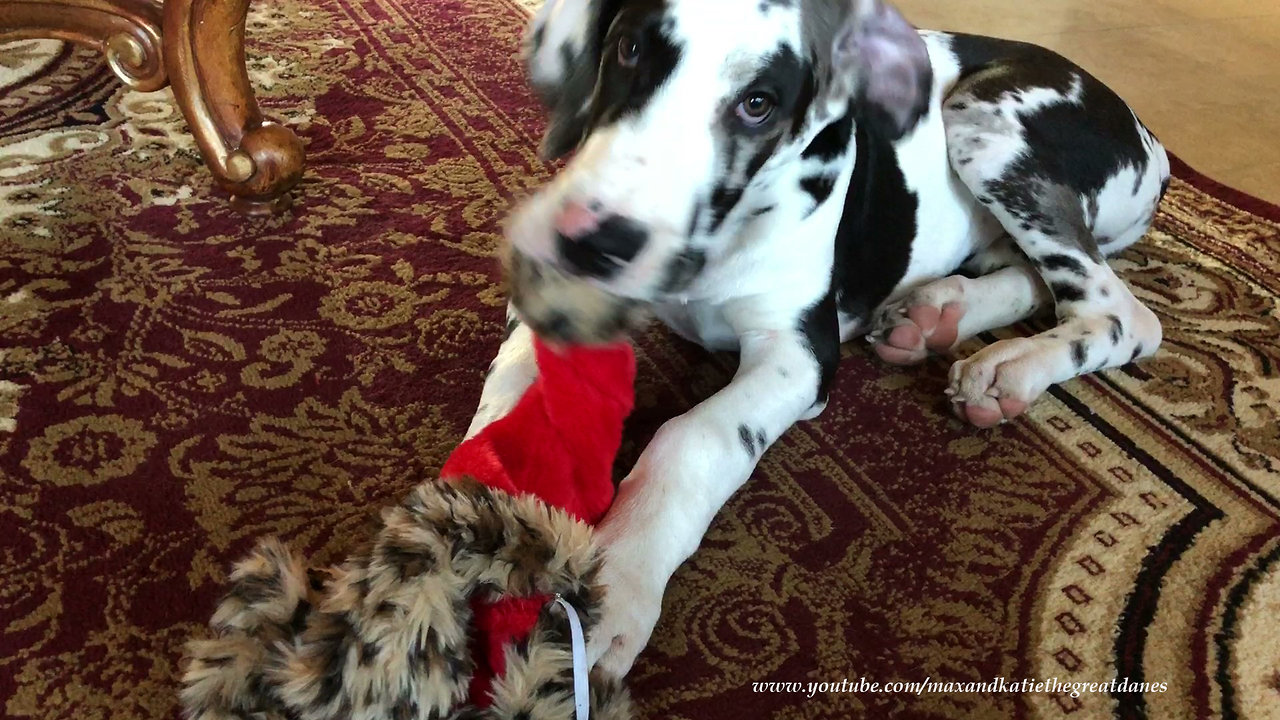 Great Dane puppy gets his first taste of Christmas