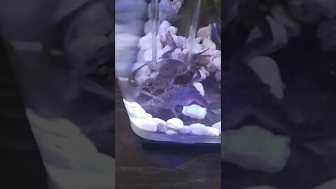 frog feeding time