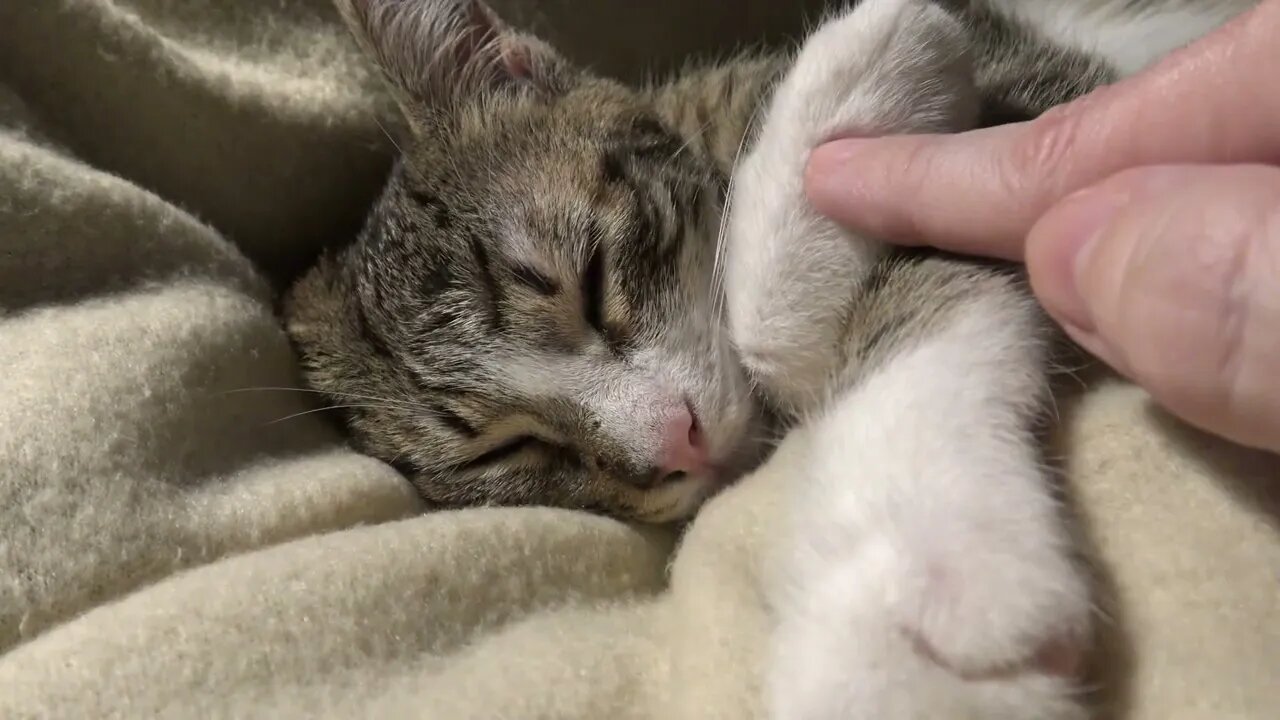 Kitten Sound Asleep