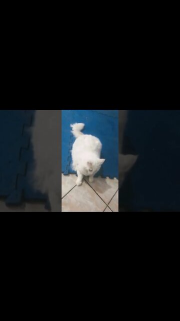 Brancão o Maine Coon gigante