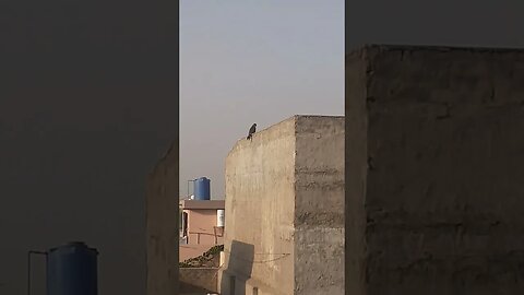 Falcon at monitoring #falcon