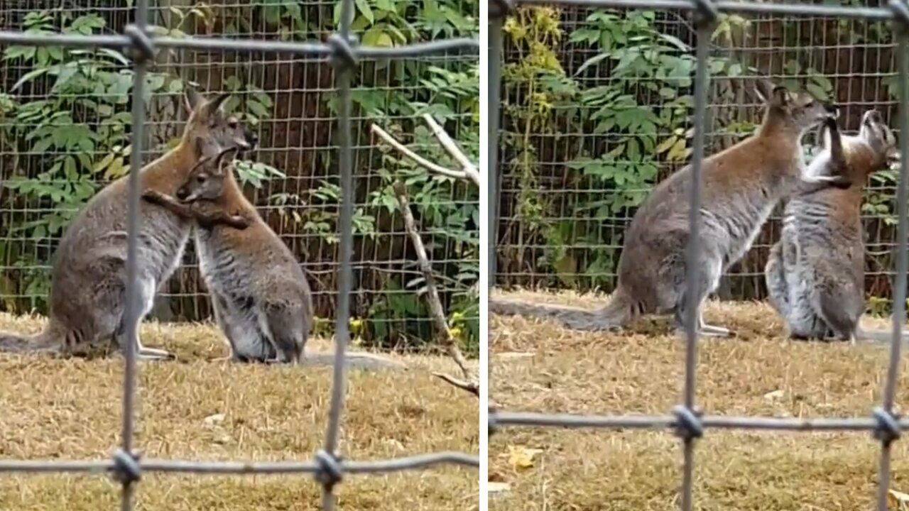 probably my favorite moment at the greater vancouver zoo ! Watching these 2 Wallabies cuddling