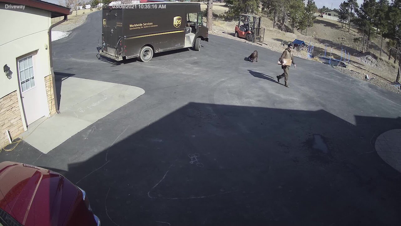 Smart Delivery Driver Knows How To Win Over Curious Pup