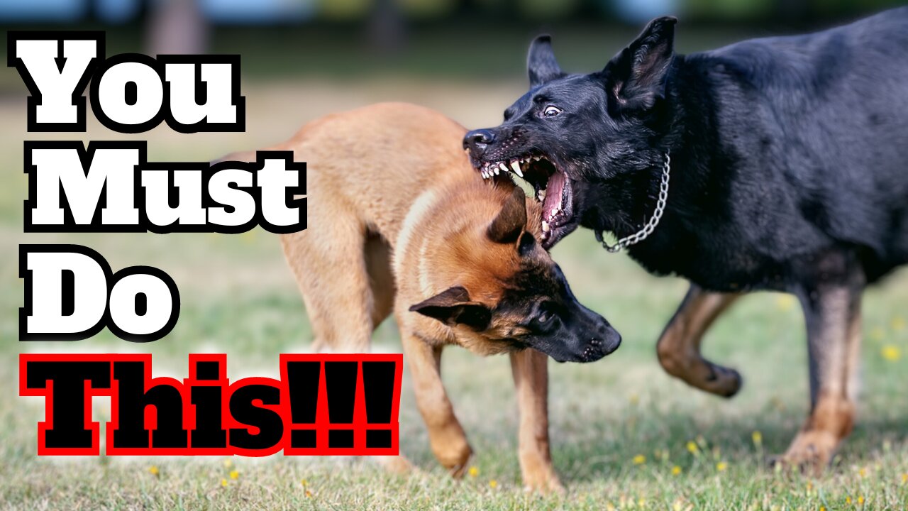 ALWAYS Follow This Rule When Training Your German Shepherd!!!