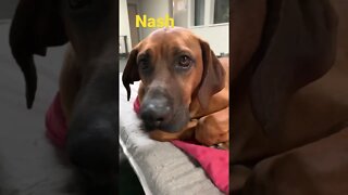 [Shorts 0130] NASH [#dogs #doggos #doggies #puppies #dogdaycare]