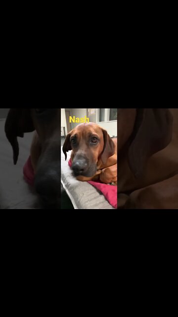 [Shorts 0130] NASH [#dogs #doggos #doggies #puppies #dogdaycare]
