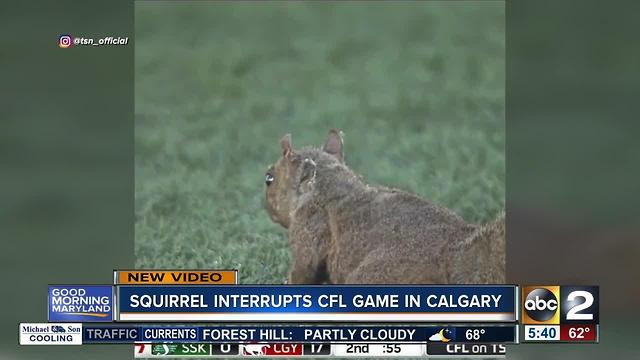 Squirrel interrupts CFL game in Calgary