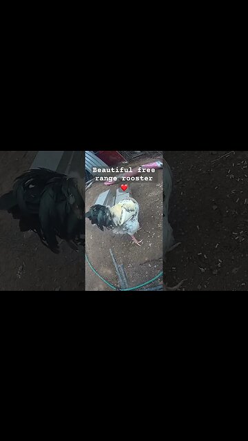 Beautiful free range rooster ❤️