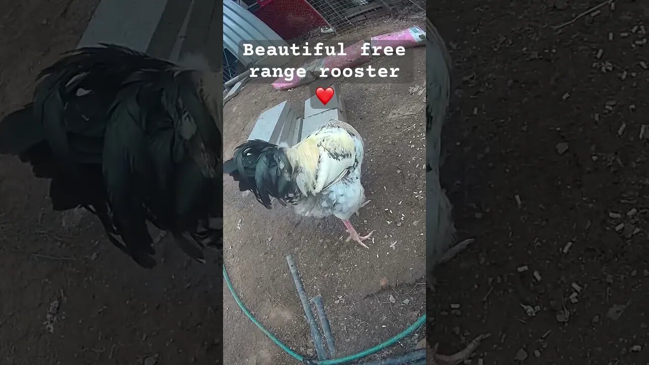 Beautiful free range rooster ❤️