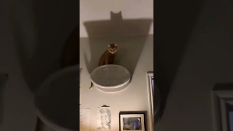 Eu sou a vingança 😂😂😂😂