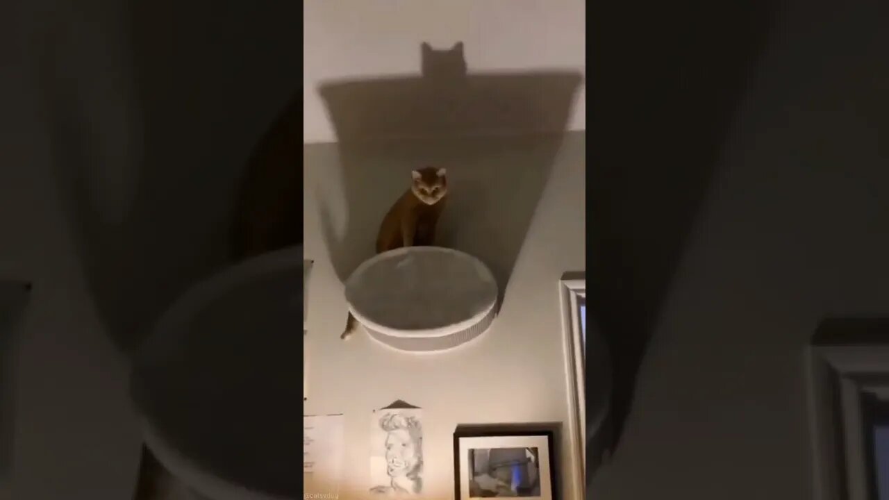 Eu sou a vingança 😂😂😂😂