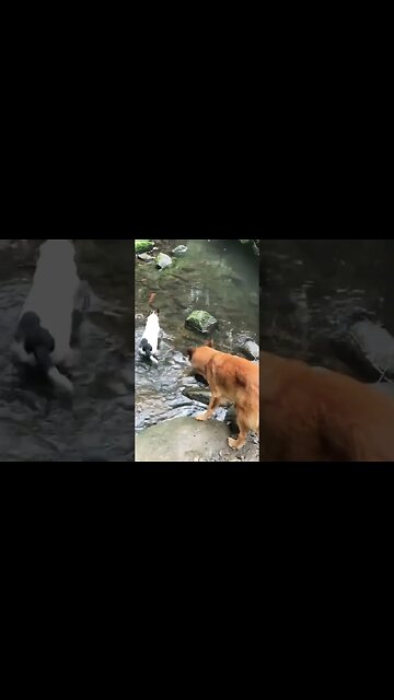 Dogs in water