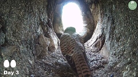 Kestrels Brave it Out After Several Brutal Raids on their Nest by Tawny Owls and a Jackdaw 9