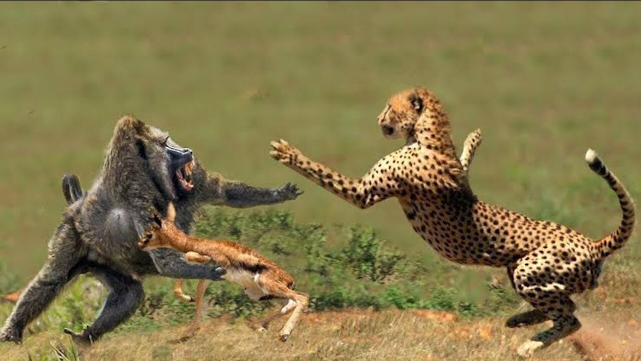 Animals respect