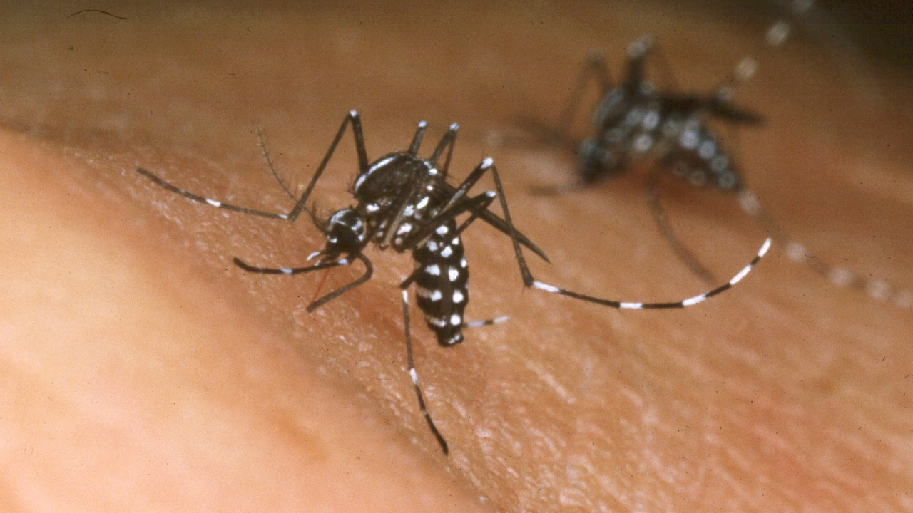 Thousands Infected With Dengue Fever In Monsoon-Stricken Bangladesh