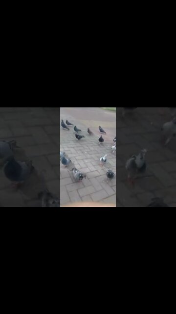 os pombos na praca pt2 #shorts