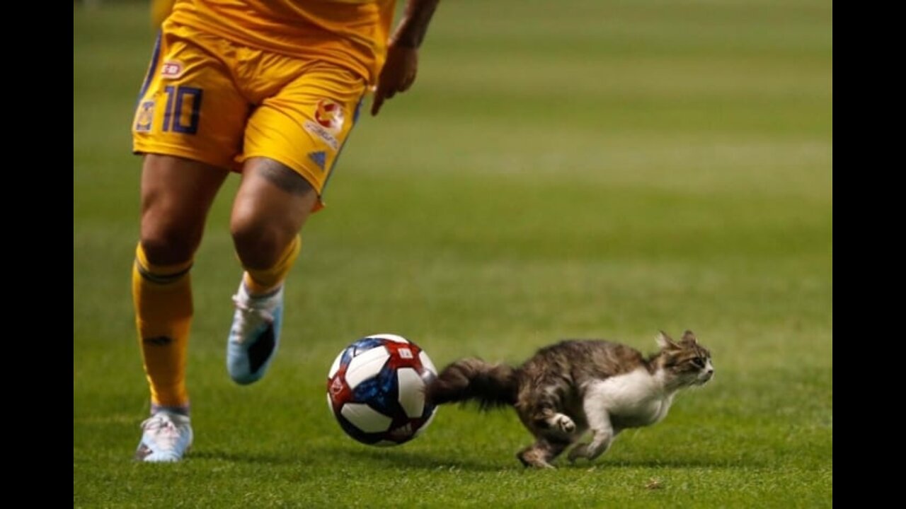 The soccer star cat! 🐈‍ ShortO Gato craque do futebol! 🐈‍ Curta