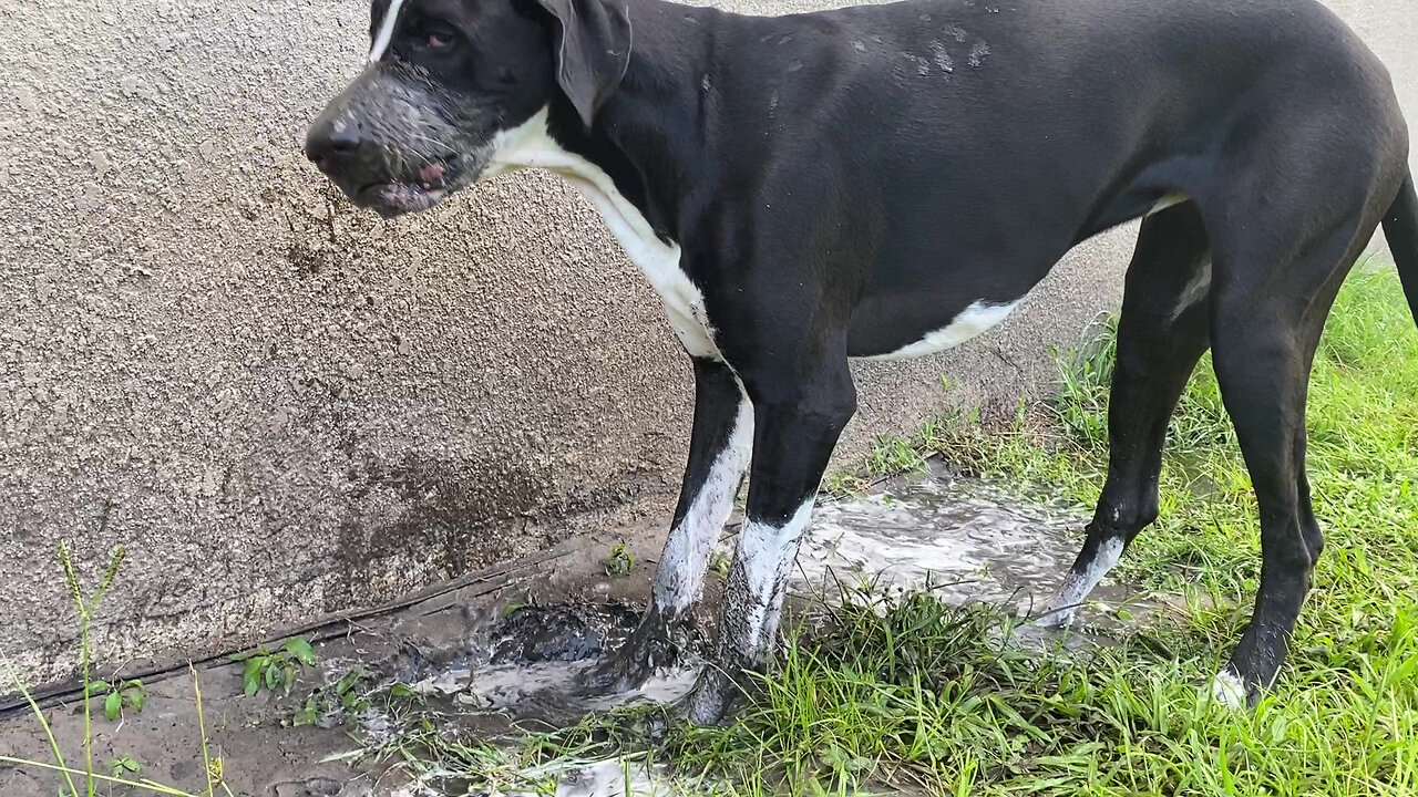 Funny Great Dane Loves To Dig & Play In the Mud