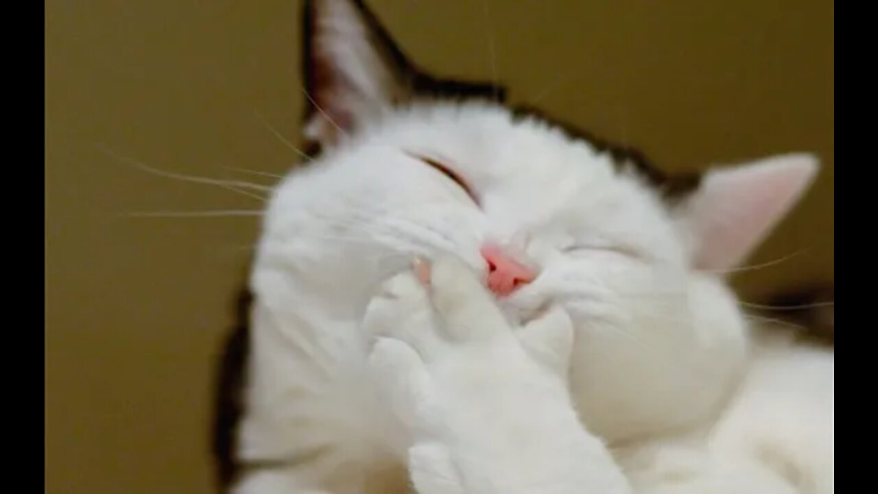 ๐Cute And Funny Pets | Try Not To Laugh To These Pets Compilation ๐ Cutest Lands ;)
