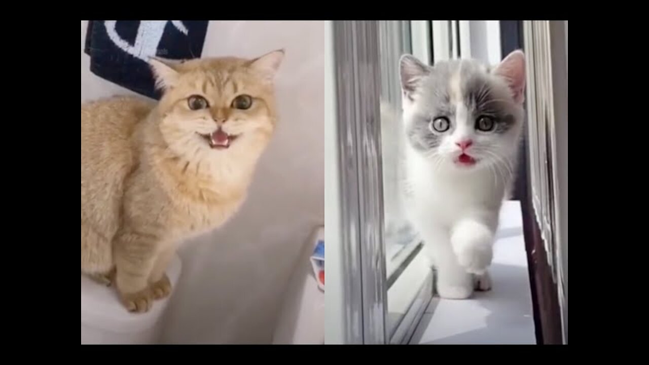 Baby Cats Cute and Funny Cat Videos Complattion #2