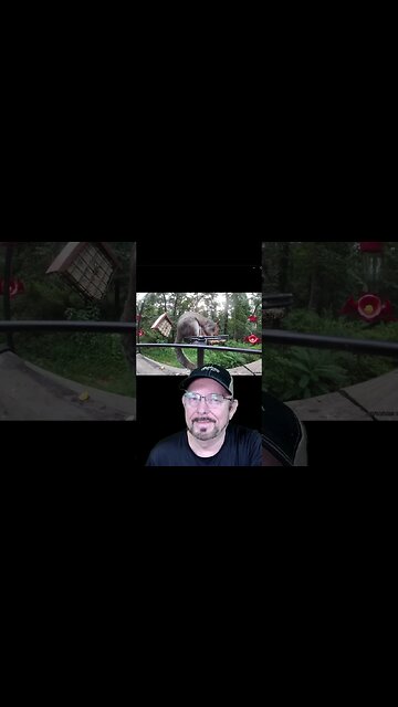 Critters in my bird feeders that aren't birds