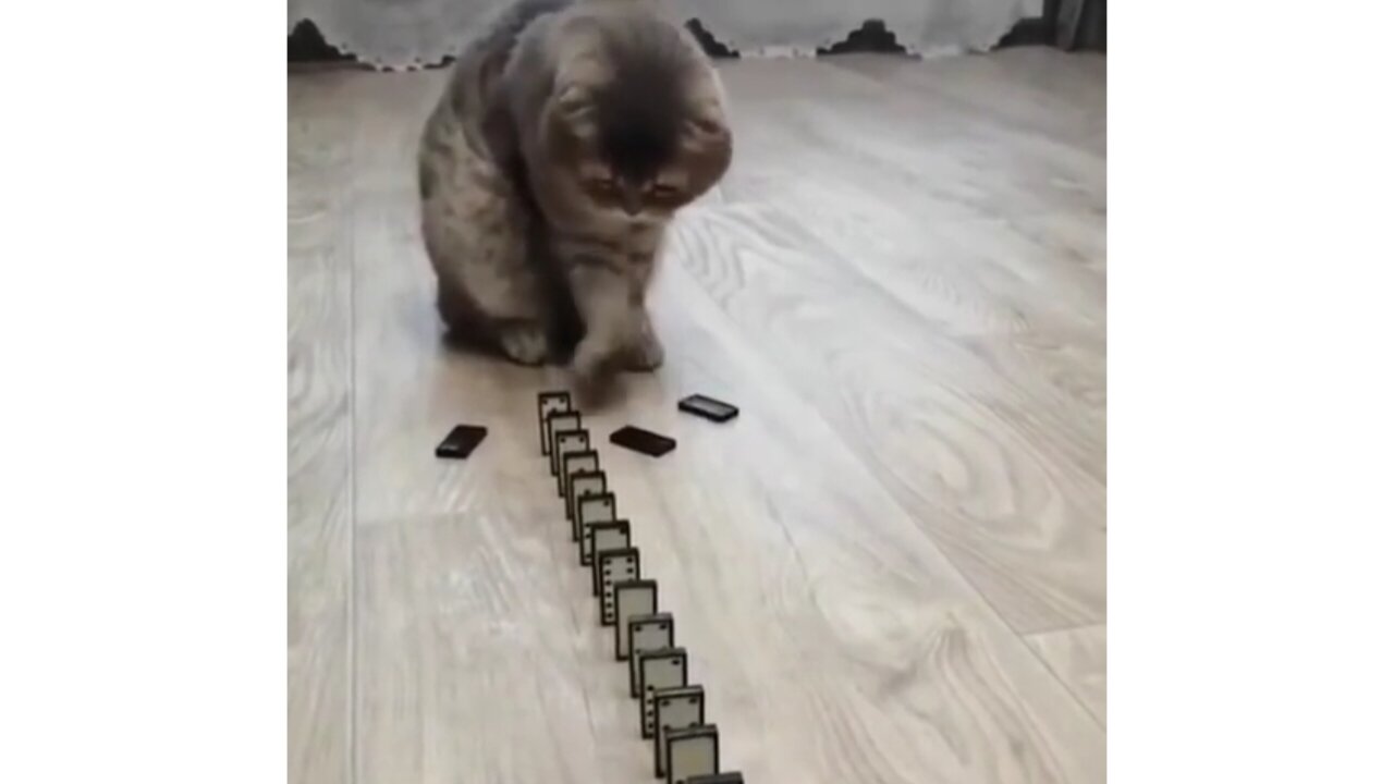 Cute Cat Knocks Domino Stones - FUNNY CAT REACTİON