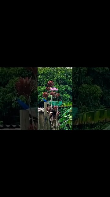 🦚PEACOCK🦚STRUT🦚 #aloha #travel #alohaspirit