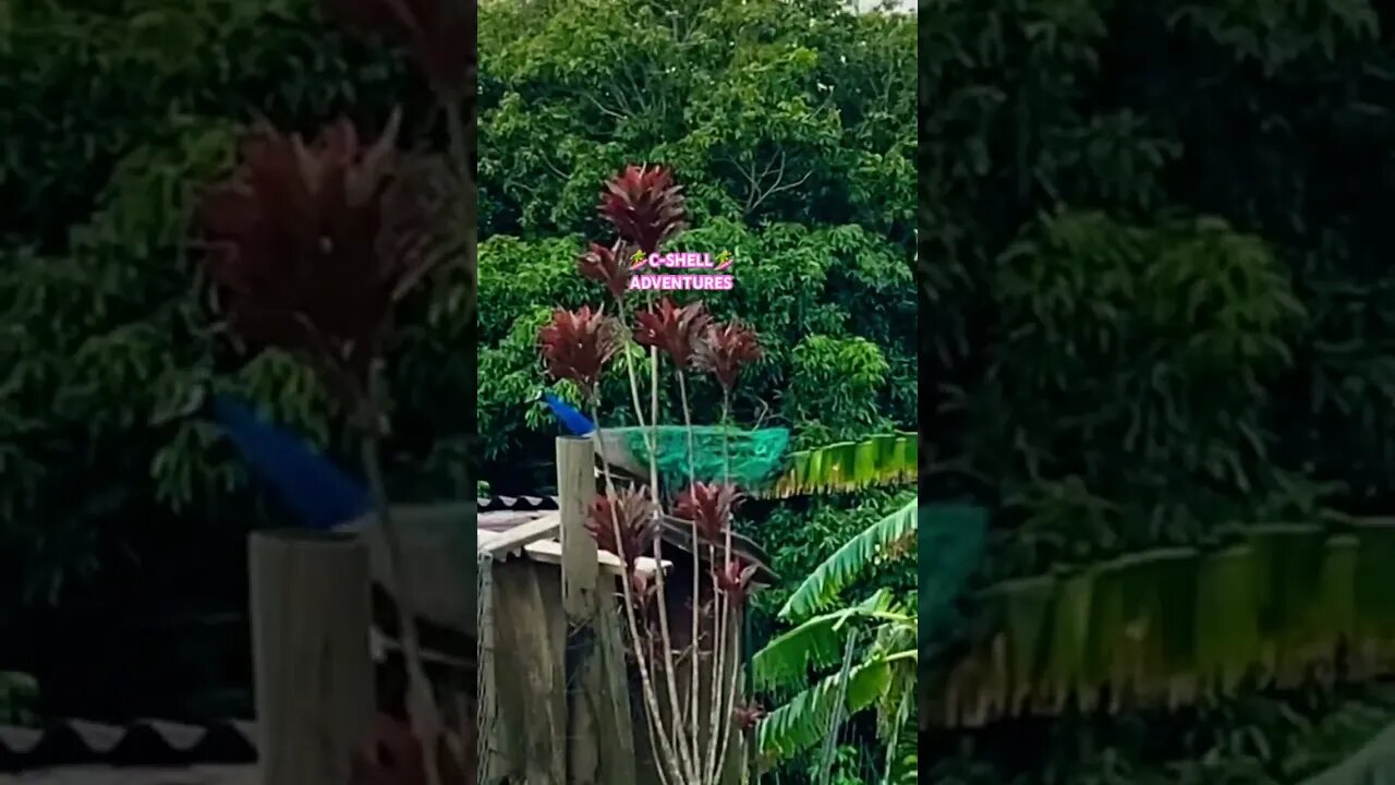 🦚PEACOCK🦚STRUT🦚 #aloha #travel #alohaspirit