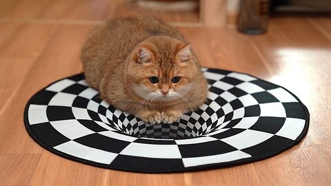 Hosico Cat vs Indoor Sinkhole (Can Cats See Optical Illusion)?