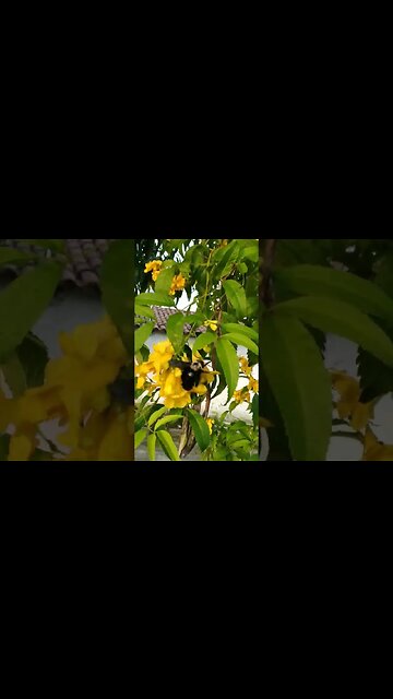 Esse é diferenciado em #shorts