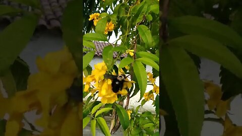 Esse é diferenciado em #shorts