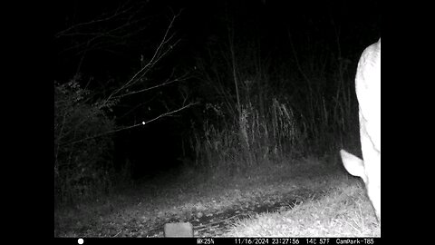 Deer Cam 11-16-2024