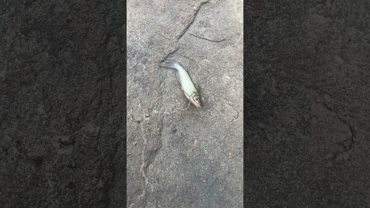 First fish of the day! Baby channel catfish #fishing #outdoors #nature