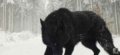 Two Largest Wolf ever caught on tape