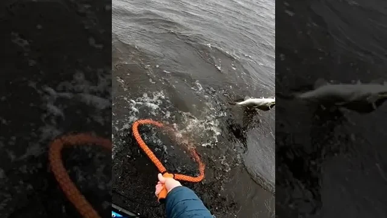 How NOT to net a fish... #shorts #kayakfishing